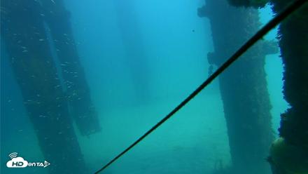 Scripps Pier Underwater Live Webcam - Oct 6, 2026, 1:31pm PDT