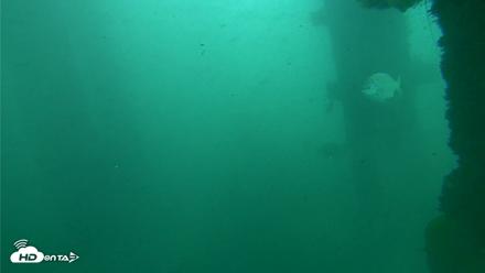 Scripps Pier Underwater Live Webcam - Oct 11, 2026, 11:55am PDT