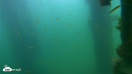 Scripps Pier Underwater Live Webcam - Apr 19, 2026, 8:23am PDT