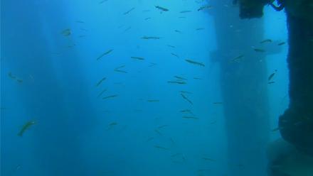 Scripps Pier Underwater Live Webcam - Apr 3, 2026, 5:00pm PDT