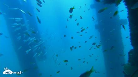 Scripps Pier Underwater Live Webcam - Sep 16, 2026, 10:28am PDT