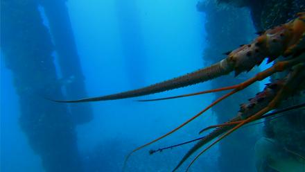 Scripps Pier Underwater Live Webcam - Jan 26, 2026, 4:56pm PST