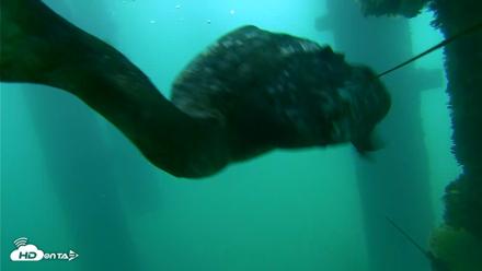 Scripps Pier Underwater Live Webcam - Sep 18, 2026, 7:57am PDT