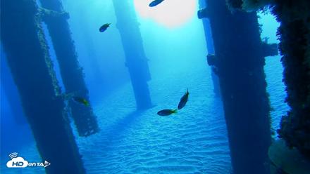 Scripps Pier Underwater Live Webcam - Oct 18, 2026, 8:16am PDT