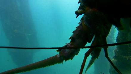 Scripps Pier Underwater Live Webcam - Nov 20, 2025, 12:02pm PST