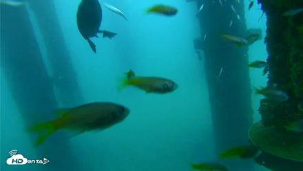 Scripps Pier Underwater Live Webcam - Aug 27, 2026, 7:42am PDT
