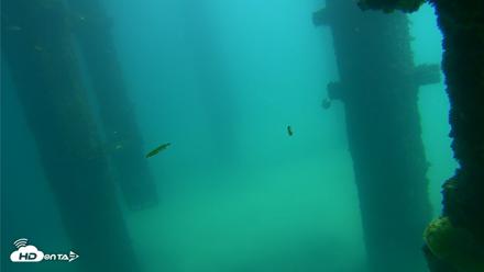 Scripps Pier Underwater Live Webcam - Sep 24, 2026, 12:27pm PDT