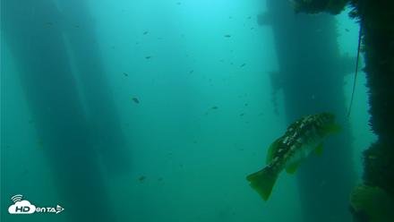 Scripps Pier Underwater Live Webcam - Sep 18, 2026, 9:53am PDT