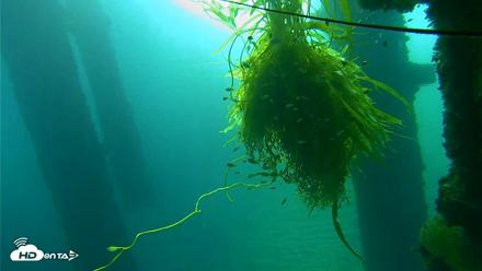 Scripps Pier Underwater Live Webcam - Oct 5, 2026, 7:54am PDT