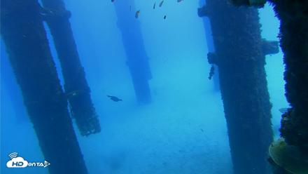 Scripps Pier Underwater Live Webcam - Oct 7, 2026, 12:24pm PDT