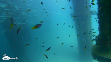 Scripps Pier Underwater Live Webcam - Aug 24, 2026, 2:15pm PDT