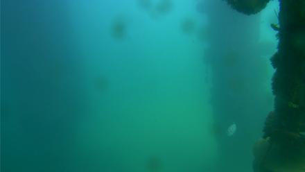Scripps Pier Underwater Live Webcam - Oct 7, 2025, 1:41pm PDT