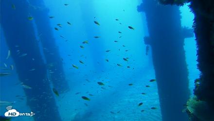 Scripps Pier Underwater Live Webcam - Oct 5, 2026, 10:38am PDT