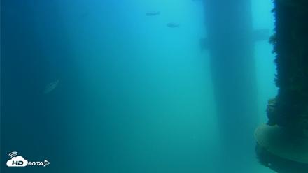 Scripps Pier Underwater Live Webcam - Aug 17, 2026, 12:45pm PDT