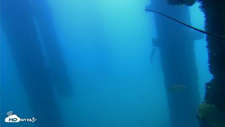 Scripps Pier Underwater Live Webcam - Sep 21, 2026, 11:24am PDT