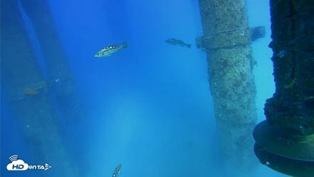 Scripps Pier Underwater Live Webcam - Jul 29, 2026, 5:06pm PDT