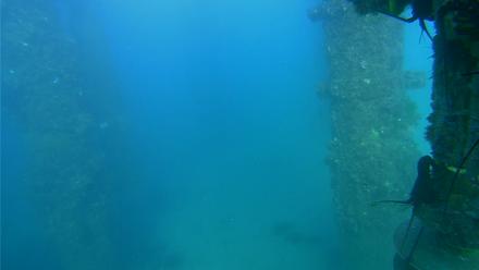 Scripps Pier Underwater Live Webcam - Aug 29, 2025, 5:52pm PDT