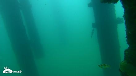 Scripps Pier Underwater Live Webcam - Sep 21, 2026, 8:45am PDT