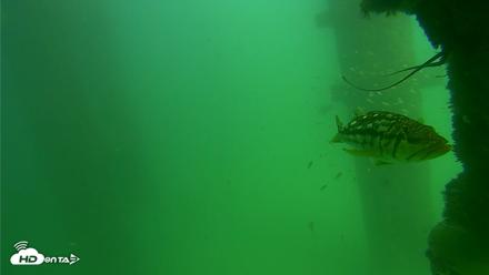 Scripps Pier Underwater Live Webcam - Sep 18, 2026, 2:56pm PDT