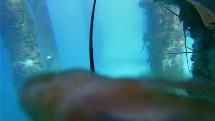 Scripps Pier Underwater Live Webcam - Jan 19, 2026, 3:03pm PST