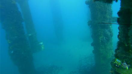 Scripps Pier Underwater Live Webcam - Jan 11, 2026, 4:05pm PST