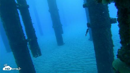 Scripps Pier Underwater Live Webcam - Oct 18, 2026, 7:15am PDT