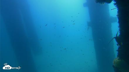 Scripps Pier Underwater Live Webcam - Sep 21, 2026, 11:30am PDT
