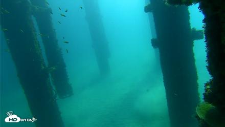 Scripps Pier Underwater Live Webcam - Oct 7, 2026, 10:01am PDT