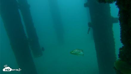 Scripps Pier Underwater Live Webcam - Oct 8, 2026, 7:39am PDT