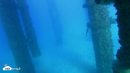Scripps Pier Underwater Live Webcam - Oct 19, 2026, 4:20pm PDT
