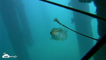 Scripps Pier Underwater Live Webcam - Oct 8, 2026, 12:39pm PDT