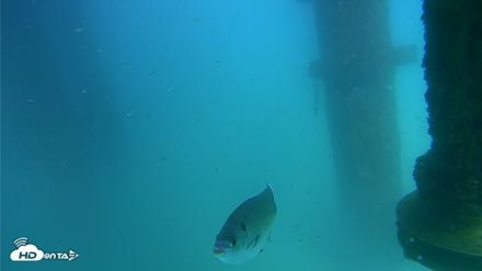 Scripps Pier Underwater Live Webcam - Aug 26, 2026, 3:05pm PDT