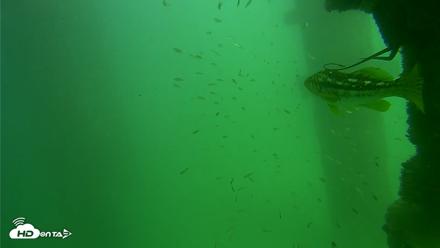 Scripps Pier Underwater Live Webcam - Sep 18, 2026, 2:44pm PDT