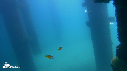 Scripps Pier Underwater Live Webcam - Sep 20, 2026, 12:31pm PDT