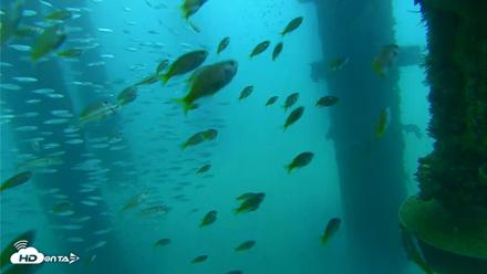 Scripps Pier Underwater Live Webcam - Aug 27, 2026, 8:01am PDT