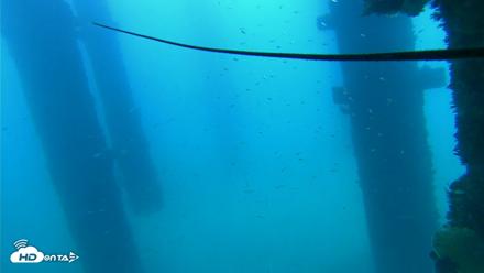 Scripps Pier Underwater Live Webcam - Sep 16, 2026, 10:10am PDT