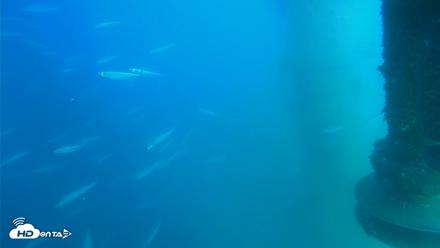 Scripps Pier Underwater Live Webcam - Jul 15, 2026, 5:09pm PDT