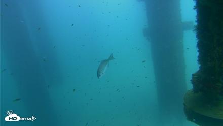 Scripps Pier Underwater Live Webcam - Aug 24, 2026, 2:46pm PDT