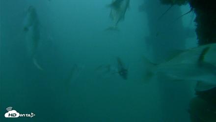 Scripps Pier Underwater Live Webcam - Oct 11, 2026, 6:57am PDT