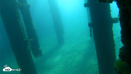 Scripps Pier Underwater Live Webcam - Oct 7, 2026, 9:15am PDT