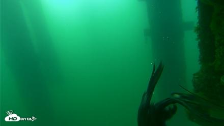 Scripps Pier Underwater Live Webcam - Aug 20, 2026, 7:33am PDT