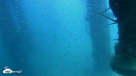 Scripps Pier Underwater Live Webcam - Aug 4, 2026, 1:47pm PDT
