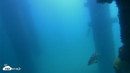 Scripps Pier Underwater Live Webcam - Sep 21, 2026, 11:55am PDT