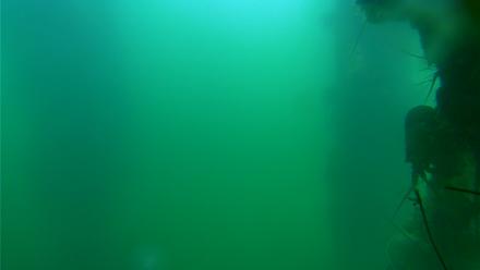 Scripps Pier Underwater Live Webcam - Jul 21, 2025, 10:00am PDT