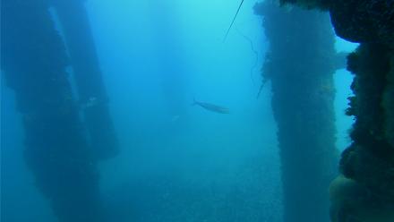 Scripps Pier Underwater Live Webcam - Jan 24, 2026, 12:01pm PST