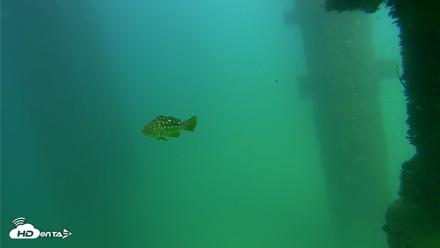 Scripps Pier Underwater Live Webcam - Sep 18, 2026, 3:18pm PDT