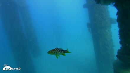 Scripps Pier Underwater Live Webcam - Oct 21, 2026, 3:46pm PDT