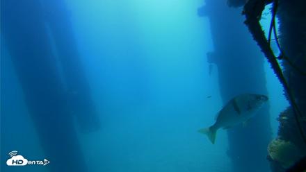 Scripps Pier Underwater Live Webcam - Sep 21, 2026, 11:18am PDT