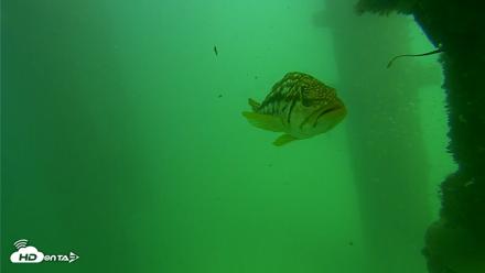 Scripps Pier Underwater Live Webcam - Sep 18, 2026, 2:48pm PDT