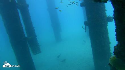 Scripps Pier Underwater Live Webcam - Oct 7, 2026, 1:11pm PDT
